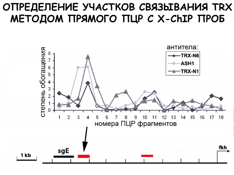 ОПРЕДЕЛЕНИЕ УЧАСТКОВ СВЯЗЫВАНИЯ TRX МЕТОДОМ ПРЯМОГО ПЦР С X-ChIP ПРОБ